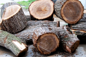 موارد استفاده از چوب گردو