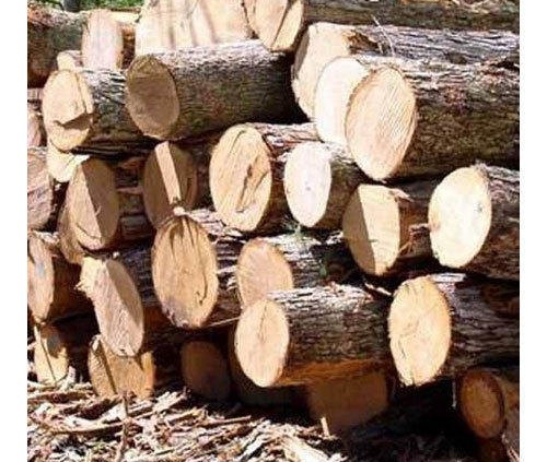 15 گونه رایج چوب و کاربرد آنها
